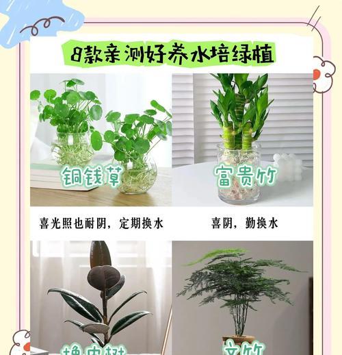 水培植物长虫子的原因及解决方法（如何避免水培植物长虫子？）