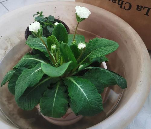 茉莉花叶子为何变软？（寻找茉莉花叶子变软的原因及解决方法）