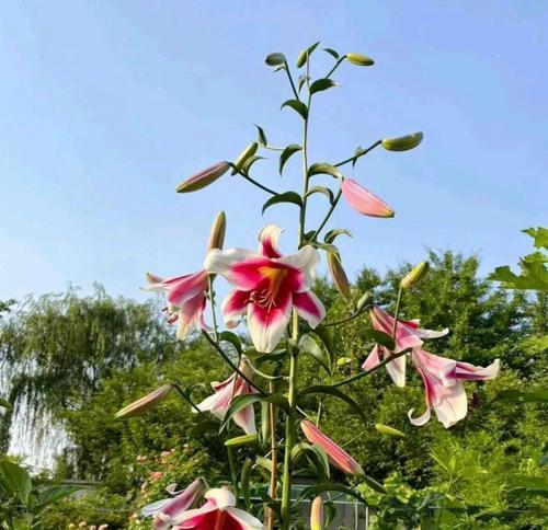 香水百合的养护之道（探秘香水百合的开花频率与护理方法）