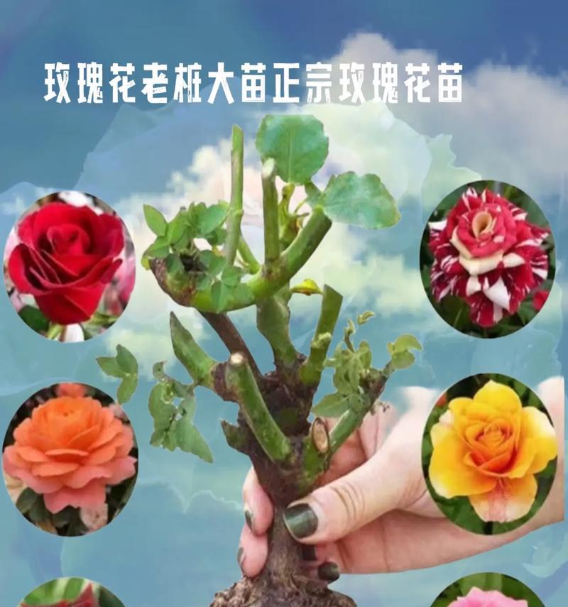 玫瑰花的养殖与繁衍（如何正确地培育并扩大玫瑰花园）