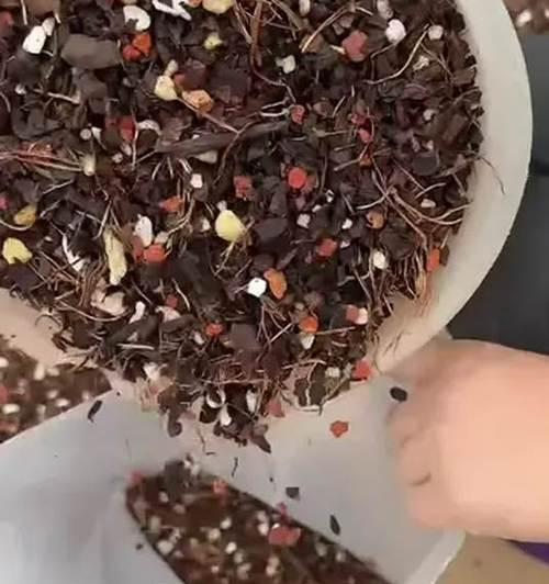 兰花换土换盆的时间和方法（让你的兰花健康成长）