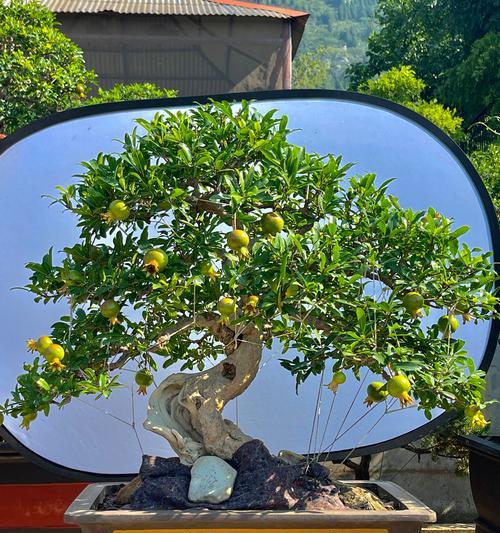 小石榴盆栽的养殖指南（从种子到开花，助你轻松打造居家绿意）