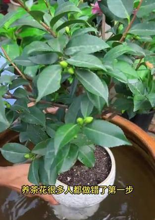 茶花盆栽的养殖技巧与方法（打造美丽的茶花盆栽，从这些秘诀开始）