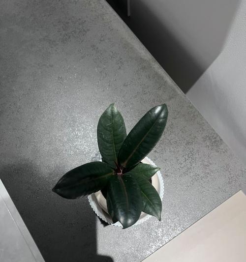 黑金刚花的养护知识（轻松掌握，让你的花儿长长久久）