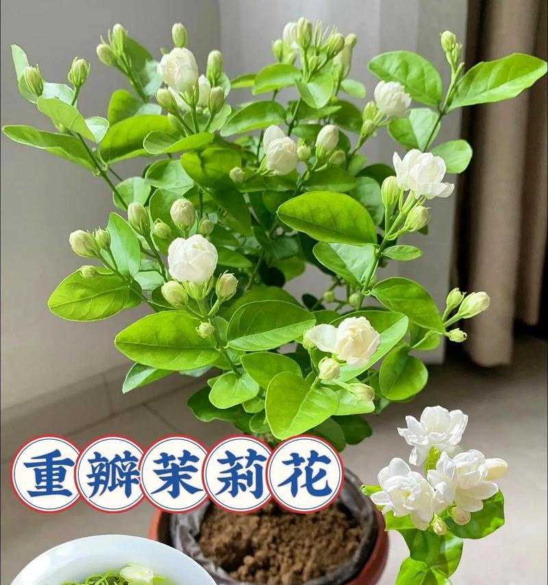 以抹莉花怎么栽培？（一步一步教你打造美丽的花园）