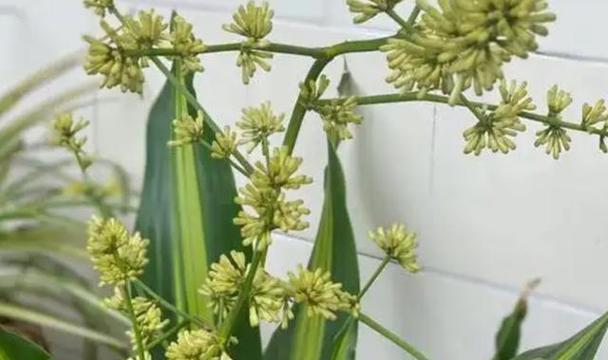 如何繁殖以铁树（探索以铁树的繁殖技巧及方法）
