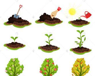 如何种植苹果种子（快速简单地让苹果种子发芽成长的方法）