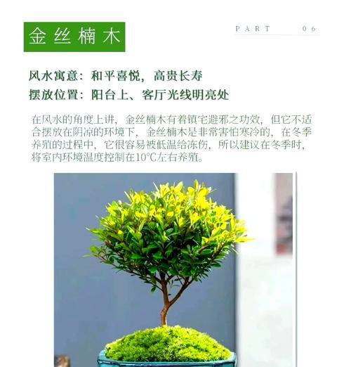 属马养什么植物旺财运？（掌握这些植物，让你财源滚滚！）
