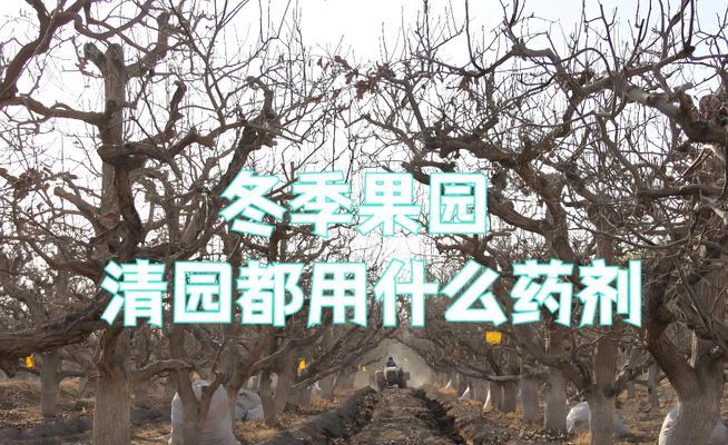 冬季盆栽果树的养护指南（保护果树不死亡的关键措施及方法）