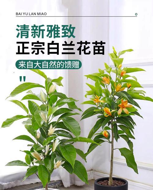 白玉兰的养护技巧（打造盛开如云的白玉兰花园）