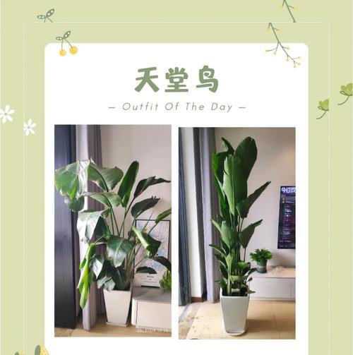 大鹤望兰的养殖指南（打造美丽盛放的大鹤望兰花园）