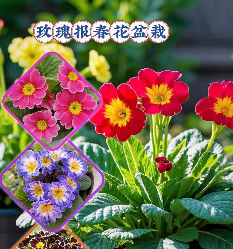 如何成功养殖报春花？（掌握这些方法，让你的报春花生机勃勃）