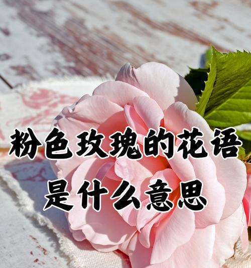 黑色玫瑰的花语意思——崇高、神秘