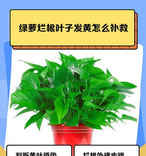 烟灰掺水养绿萝叶子发黄，解决方法大揭秘！（科学方法让绿萝恢复健康，告别叶子发黄困扰！）