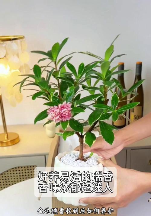 如何养殖金边瑞香——一款美丽的花卉植物（金边瑞香养殖方法及注意事项）