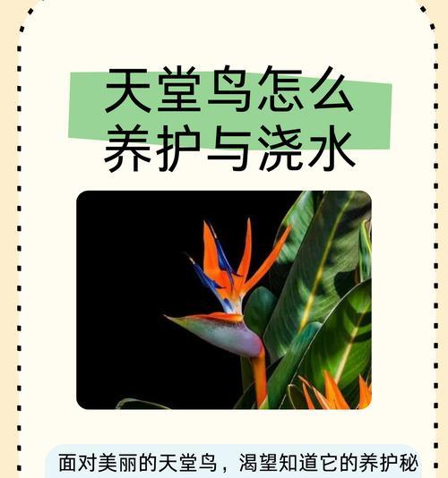 科学浇水，让大鹤望兰茁壮成长（关注水质，掌握浇水要点，助力大鹤望兰健康生长）