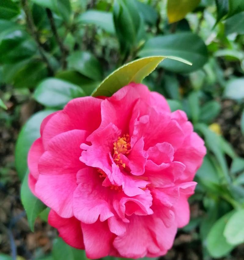 以茶花怎么造型修剪？（打造独特茶花造型的技巧与方法）