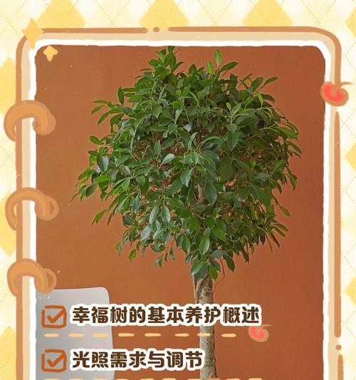 水培幸福树的养护技巧（让幸福树长得更茂盛）