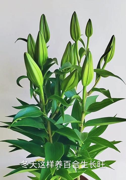 百合花的种植技巧（百合花根的种植方法及注意事项）