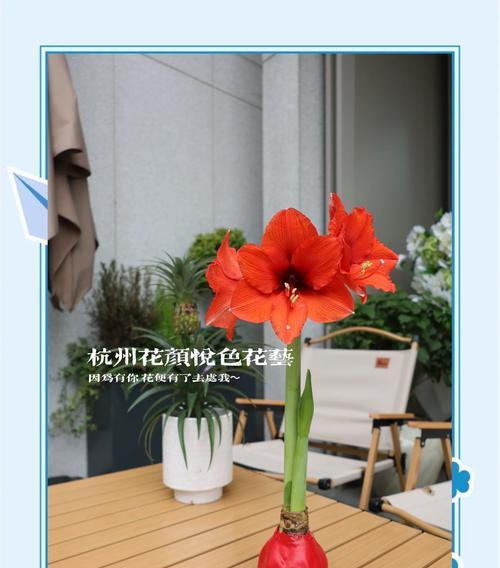 朱顶红开花后的浇水方法（关注水分，呵护花朵的生长）