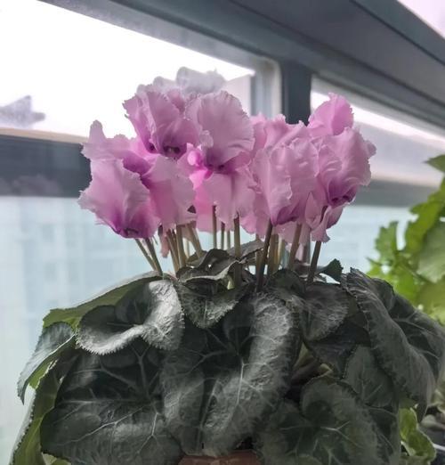 揭秘以仙客来花蔫了的原因（一种常见的盆栽植物为何易枯萎？）