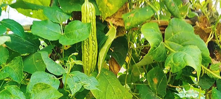 苦瓜种植全攻略（时间、方法、注意事项，打造丰收秘籍）