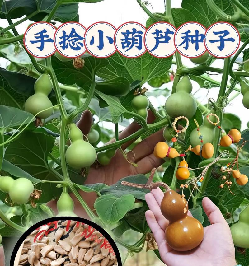 小葫芦的去皮和保养方法（简单又有效的小葫芦处理技巧）