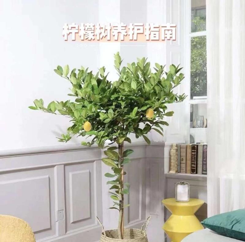 柠檬树的香味：解密柠檬树是否有香味