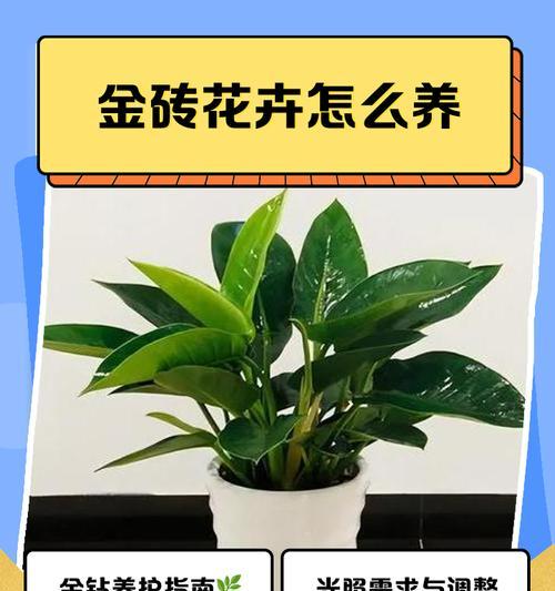如何正确保养金钻（掌握关键的护理技巧，让金钻永葆光彩）