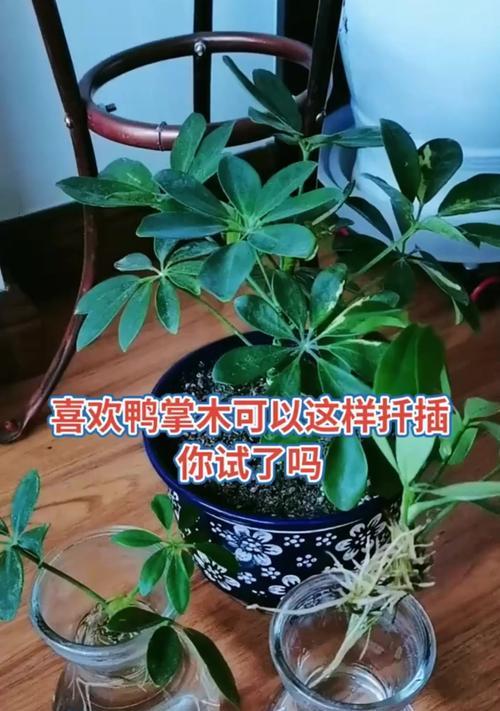 以鸭掌木扦插为主题的土配搭技巧（掌握配土要领，助力鸭掌木扦插生根成活）