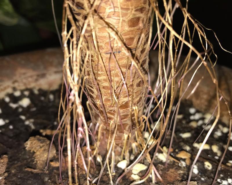 如何解决植物以气生根太长的问题（探索有效方法，保持植物生长平衡）