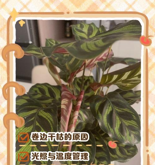 孔雀竹芋过高的处理方法（应对孔雀竹芋生长过高，保持植株健康和美观）