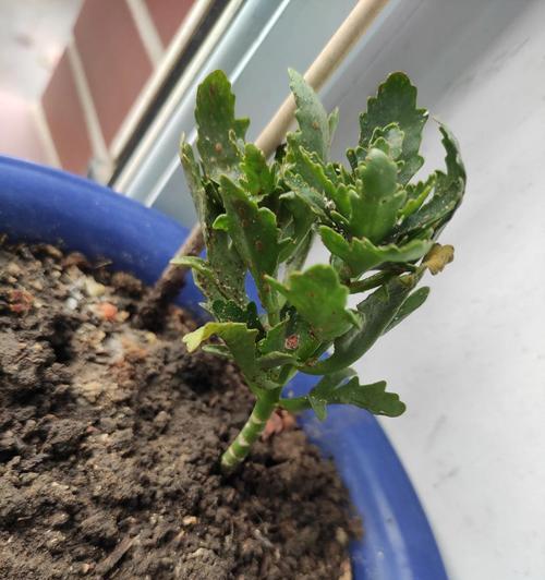 延长长寿花的生命——如何挽救蔫萎的长寿花