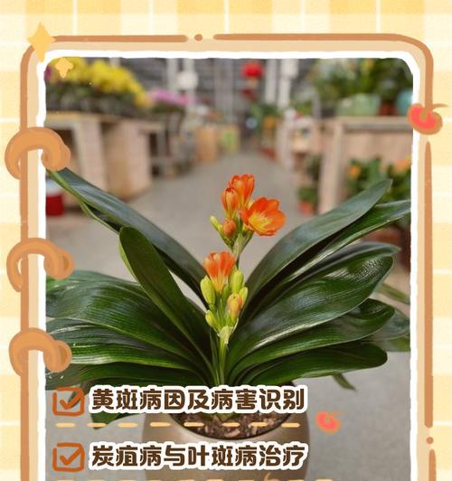 君子兰发黄的原因及治理方法（揭秘君子兰发黄的根本问题，教你有效拯救憔悴君子兰）