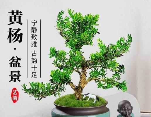 打造优美庭院的秘密武器；瓜子黄杨（打造优美庭院的秘密武器；瓜子黄杨）