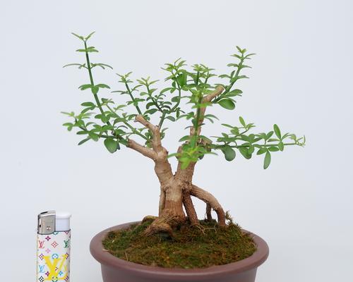 盆栽迎春花的制作与养护技巧（教你打造一盆盛放春意的迎春花盆栽）