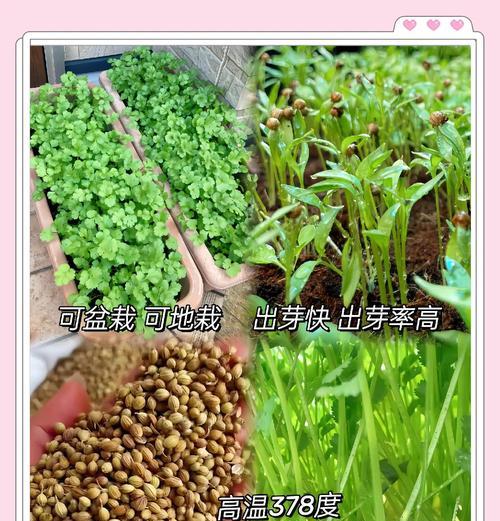 野生大芫荽种植指南（从种子到丰收，打造自家餐桌上的香草乐园）