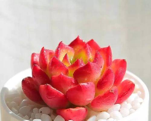 高雅清幽的孤独美，尽在兰花之间（高雅清幽的孤独美，尽在兰花之间）