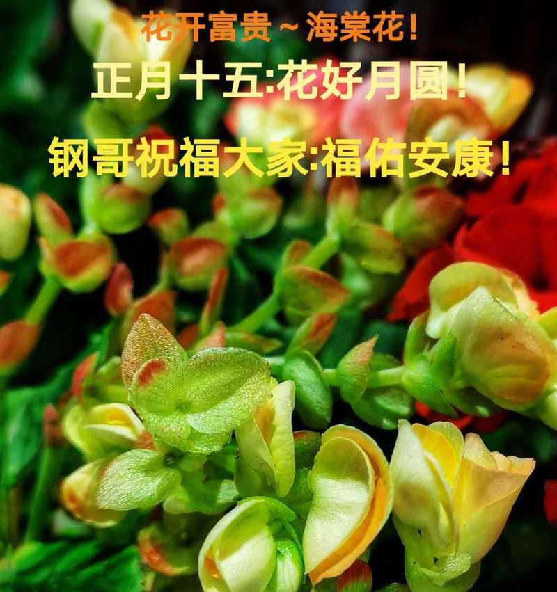 《如何正确护理海棠开花》（海棠花的养护技巧与方法）