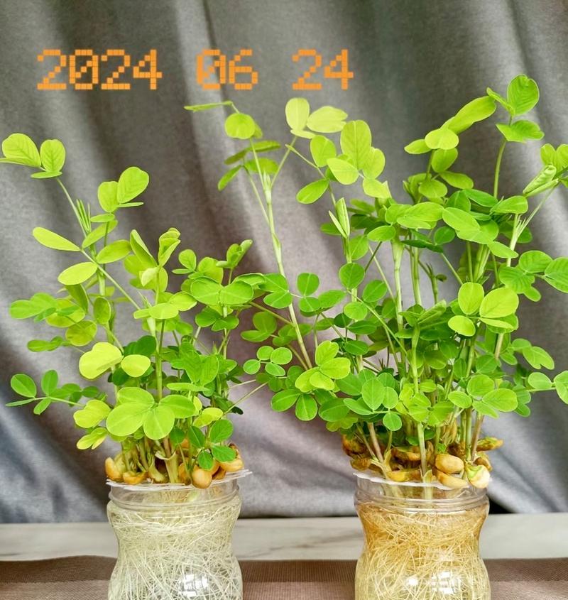 花生的浇水技巧（从种植到收成，水分管理的关键）