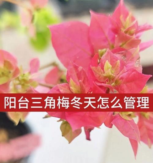 冬季阳台花的保养之道（寒冬来临，如何照顾阳台上的花草？）