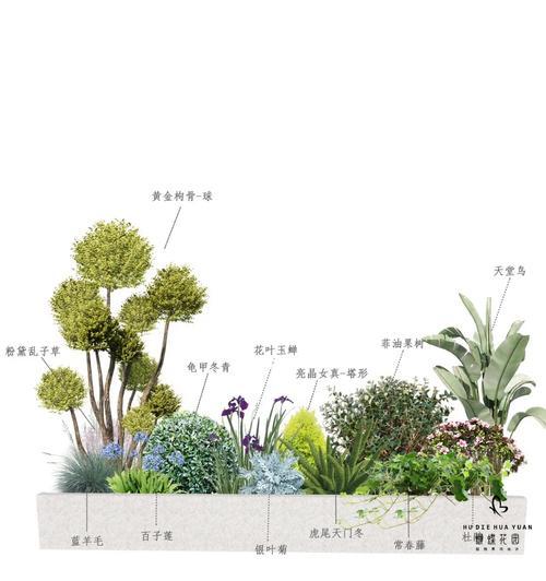 鸟草蕨的养殖指南（科学养殖技巧助您打造美丽花园）