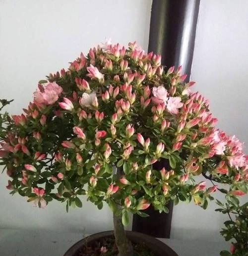 杜鹃花（轻松培养杜鹃花，美化家园）