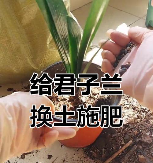 君子兰换盆指南（正确操作与注意事项，让君子兰生长更健康）