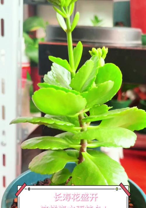 如何正确浇水长寿花——浇水技巧解析（换盆后的浇水方法）