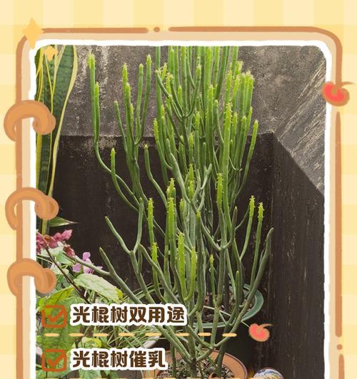 光棍树开花时间和特点（春季是光棍树开花的黄金季节，花朵娇艳欲滴）