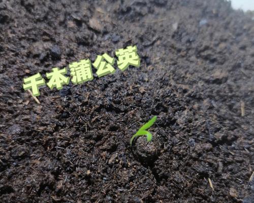 种植蒲公英，分享美丽与希望（蒲公英种植指南，让你的花园绽放生机）