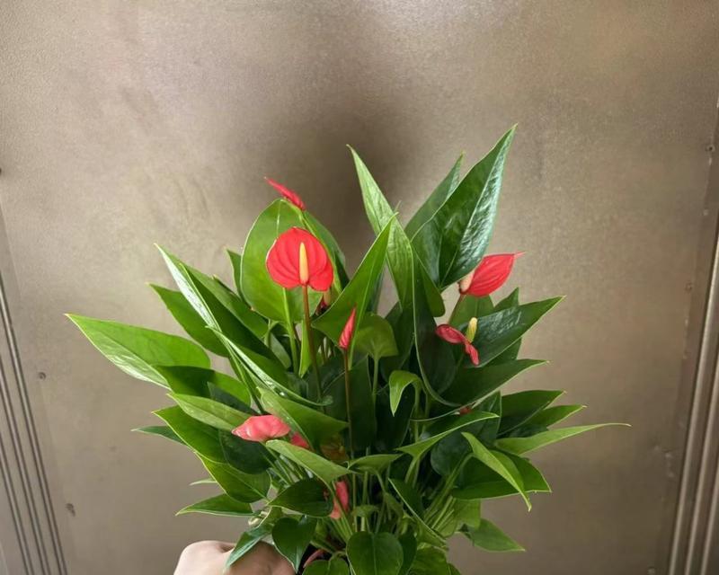 如何在冬天正确养护红掌植物（冬季红掌养护攻略，让你的植物健康茁壮）