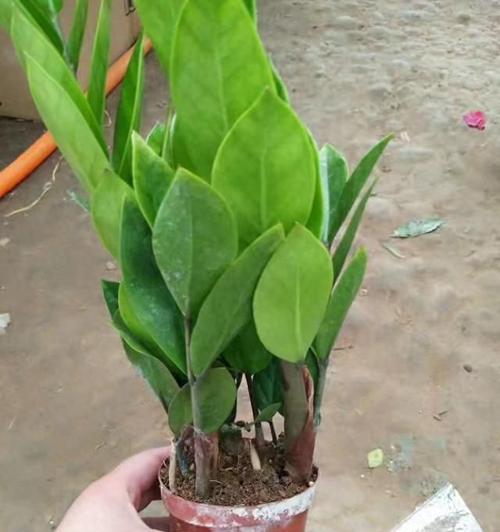 金钱树（种植财富，摘取成功）