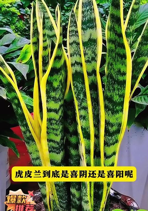 如何控制虎皮兰的生长高度？（关键方法揭秘，轻松驾驭虎皮兰）